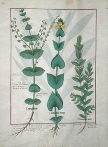 Chamaedrys, Gewone Centaurie en Ereprijs, illustratie uit Het Boek der Eenvoudige Geneesmiddelen, door Mattheaus Platearius
